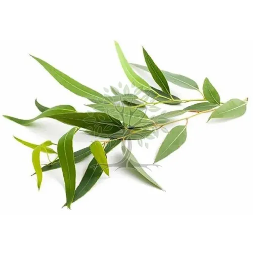 Essential Oil - Image 3