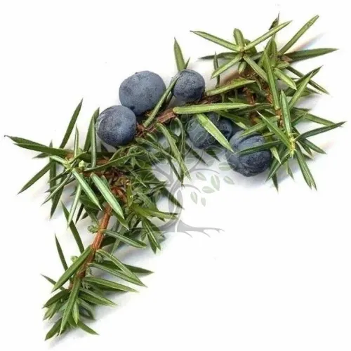 Essential Oil - Image 3
