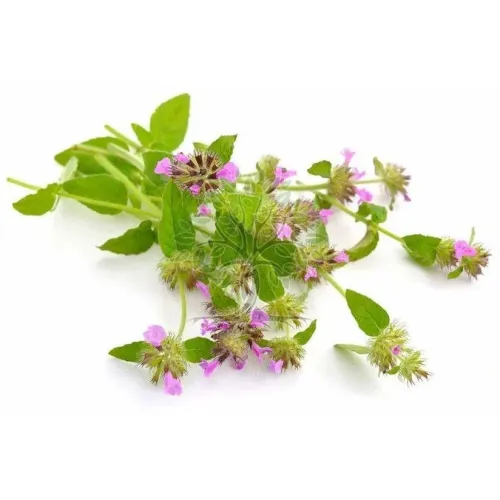 Essential Oil - Image 3