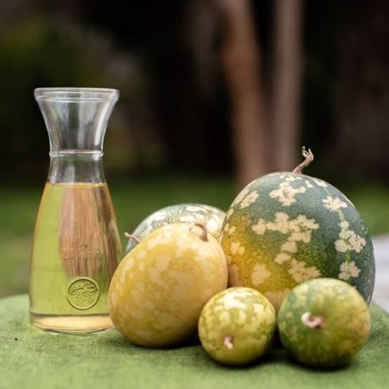 Kalahari Melon Seed Oil Manufacturers